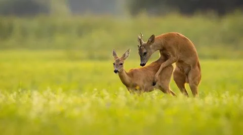 Two roe deer mating on field in summer with copy space Stock Photos