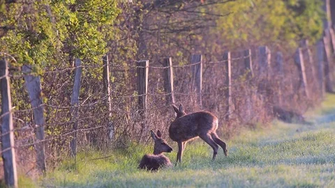 Two roe deer stand and lie in the meadow, spring Stock Footage 79632945