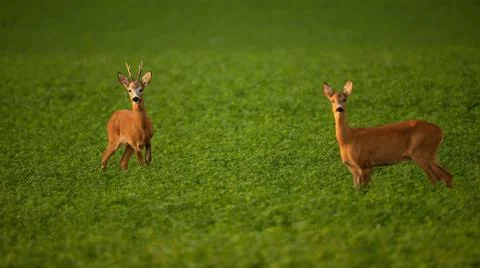 Two roe deer standing on field in summer rutting season Stock Photos