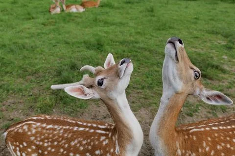 Two roe deer standing in front of each other and looking up at the sky. Stock Photos