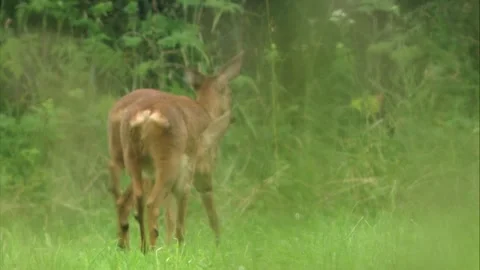 Two roe deer walking  across a meadow at the edge of the forest Stock Footage 308010067