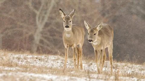 Two roe deer walking on meadow while snow is falling around in winter Stock Photos