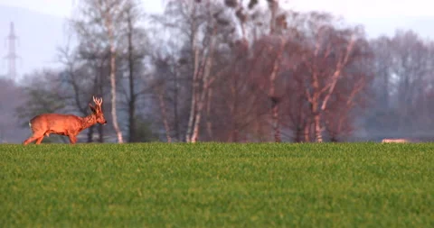 Two Roe Deers animals passing by grazing on a lawn during sunset. Wildlife Stock Footage 239385141