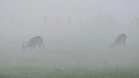Two roe deers  grazing on the bog meadow with morning fog Stock Footage 217969001
