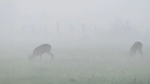 Two roe deers grazing on the bog meadow with morning fog Stock Footage 217969145