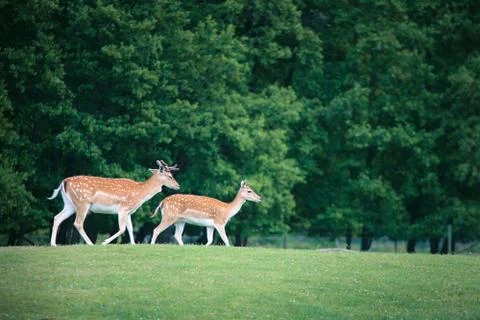 Two roe deers on a meadow Stock Photos