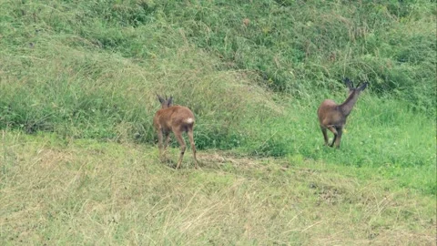 Two roebucks on a meadow in summer Stock Footage 276162009