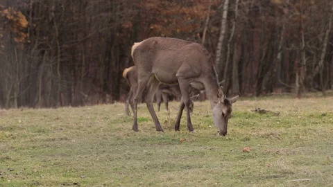 Two Roes grazing in the field Stock Footage 118645502