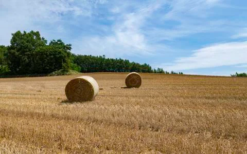 Two rolls of hay in brown field with green tree and blue sky Foto stock