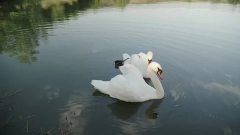 Two romantic white swans swims on the lake near shore at the sun day Stock Footage 137780980