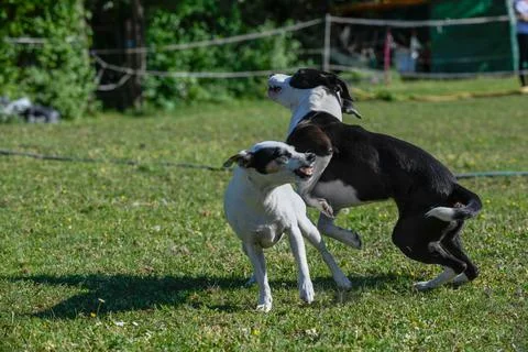 Two romping dogs Stock Photos