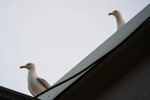 Two rooftop cages looking the same way Stock Photos