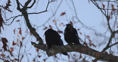 Two rooks sit on a branch on a winter day, 4K slomo Stock Footage 163955747
