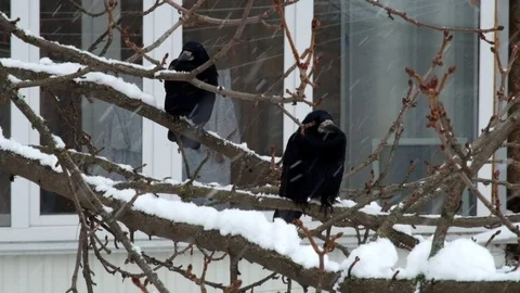 Two rooks sit on a tree branch during a snowfall and watch Stock Footage 86110084