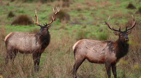TWO ROOSEVELT BULL ELK BOTH LOOKING RIGHT AT LENS Stock Footage 59071976