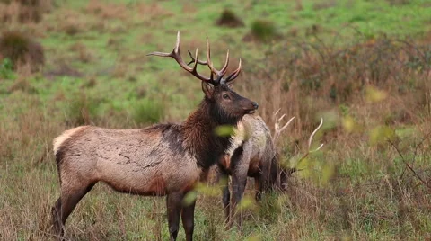 TWO ROOSEVELT BULL ELK GRAZING IN A MEADOW Stock Footage 59071926