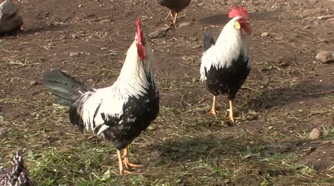 Two rooster in the yard, crowing in the background Stock Footage 47878267