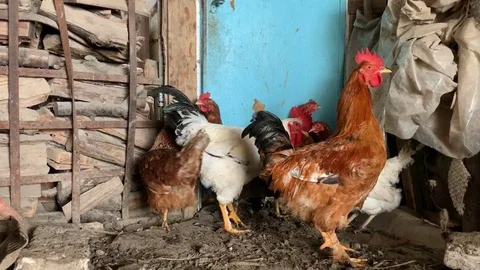 Two roosters and chickens 스톡 동영상 101035934