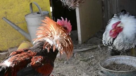 Two roosters are fighting Stock Footage 48682965