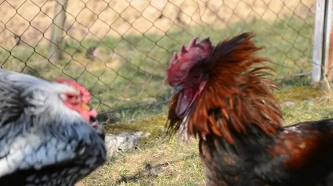 Two roosters are fighting Stock Footage 52316565