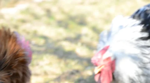 Two roosters are fighting Stock Footage 52316949