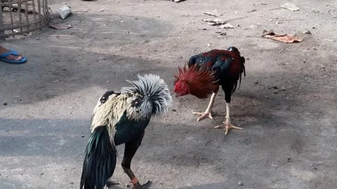 Two roosters are fighting Stock Footage 241585910
