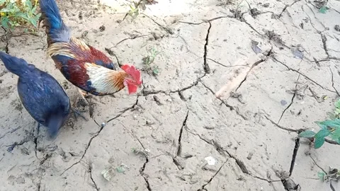 Two roosters are fighting over food. Domestic bird. Organic farming concept Stock Footage 279902695