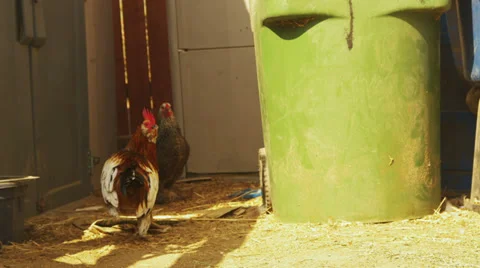 Two Roosters on a Farm Stock Footage 33735516
