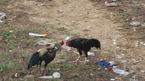 Two roosters fighting on dirt ground in rural village yard Stock Footage 346664422