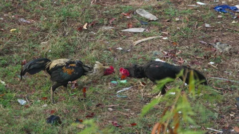 Two roosters fighting each other outdoors on grassy ground Stock Footage 343313797