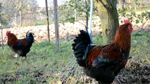 Two roosters Stock Footage 46785543