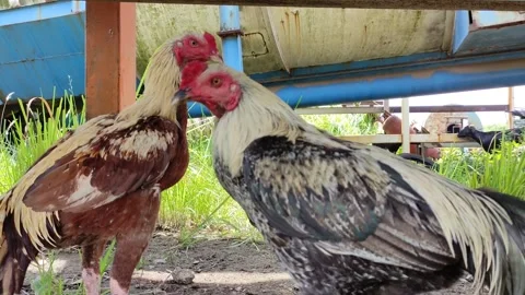Two roosters Stock Footage 237367418