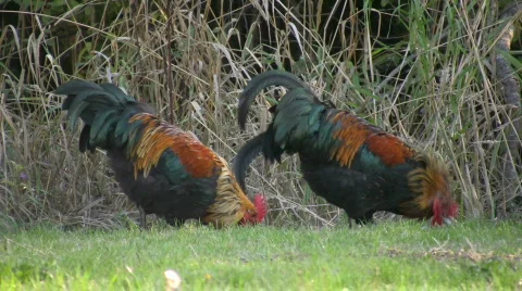  Two Roosters pecking side by side looking for food Video stock 382592