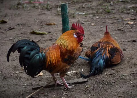 Two roosters Foto stock