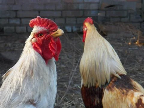 Two roosters Stock Photos