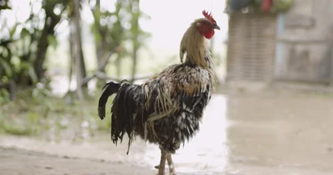 Two roosters staying together during rainy season. Video stock 133620543