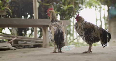 Two roosters staying together. Video stock 133620988