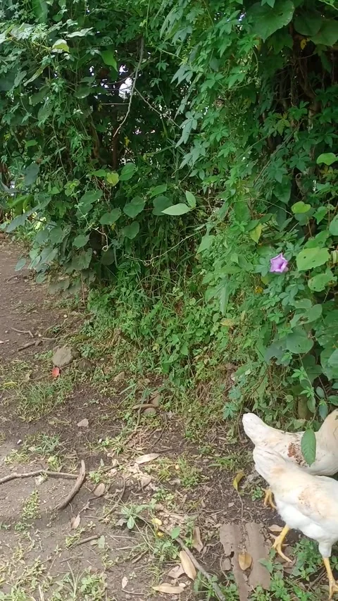 Two roosters walking together looking for food Stock Footage 266096228