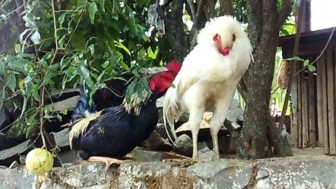 Two roosters on the wall 스톡 동영상 122314077