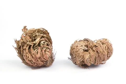 Two Rose of Jericho on white background Stock Photos