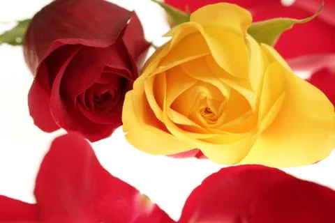 Two rose macro red and yellow with petals Stock Photos