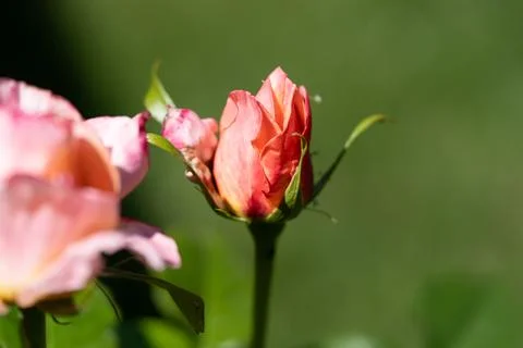 Two rose Fotos Stock