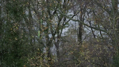 Two rose-ringed parakeet fly and land in a leafless tree, Den Haag in bg Video stock 253217090