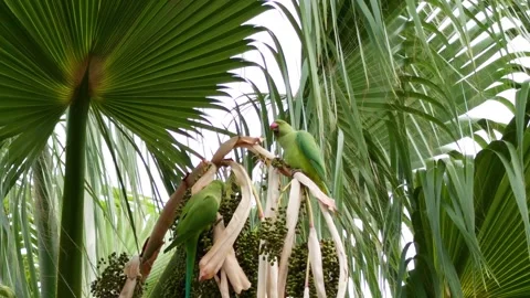 Two rose ringed parakeets eating small palm tree fruits high in tropical ca.. Stock Footage 339448780