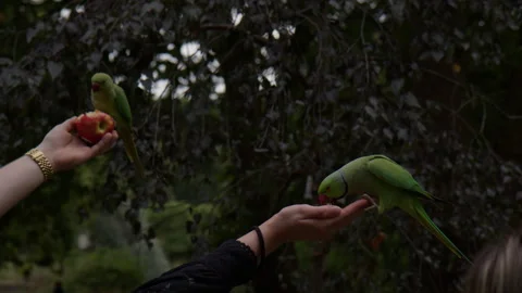 Two Rose-ringed Parakeets Feed on an Apple From the Hands of the Visitor Amidst 動画素材 302460009