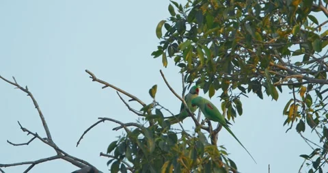 Two Rose-ringed parakeets siting together on tree branch Slow motion. Sittacula 库存影片 277034282