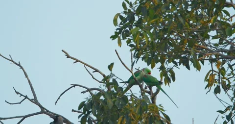 Two Rose-ringed parakeets siting and kissing together on tree branch Slow motion Stock Footage 279000967