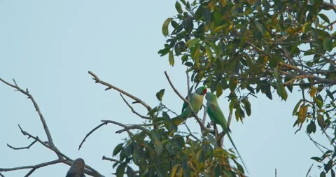Two Rose-ringed parakeets siting and kissing together on tree branch Slow motion 動画素材 280735593