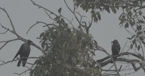 Two Rose-ringed parakeets siting together on tree branch Slow motion. Sittacula 動画素材 280896011