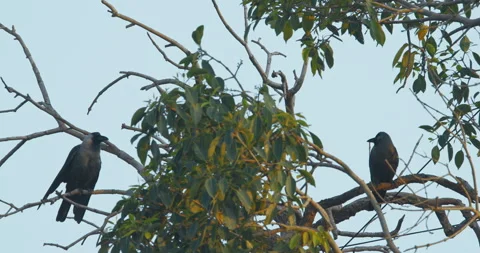 Two Rose-ringed parakeets siting together on tree branch Slow motion. Sittacula 動画素材 281404945